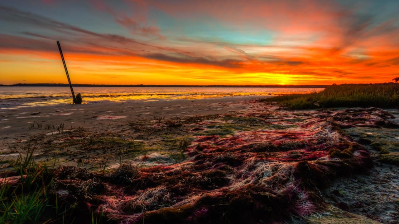 Seaweed Sunset by Dmitry Bubis